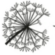 Healing Care Support Services logo
