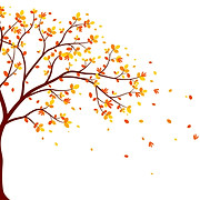 Branch Out Counselling logo